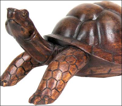 Tortoise/Turtles