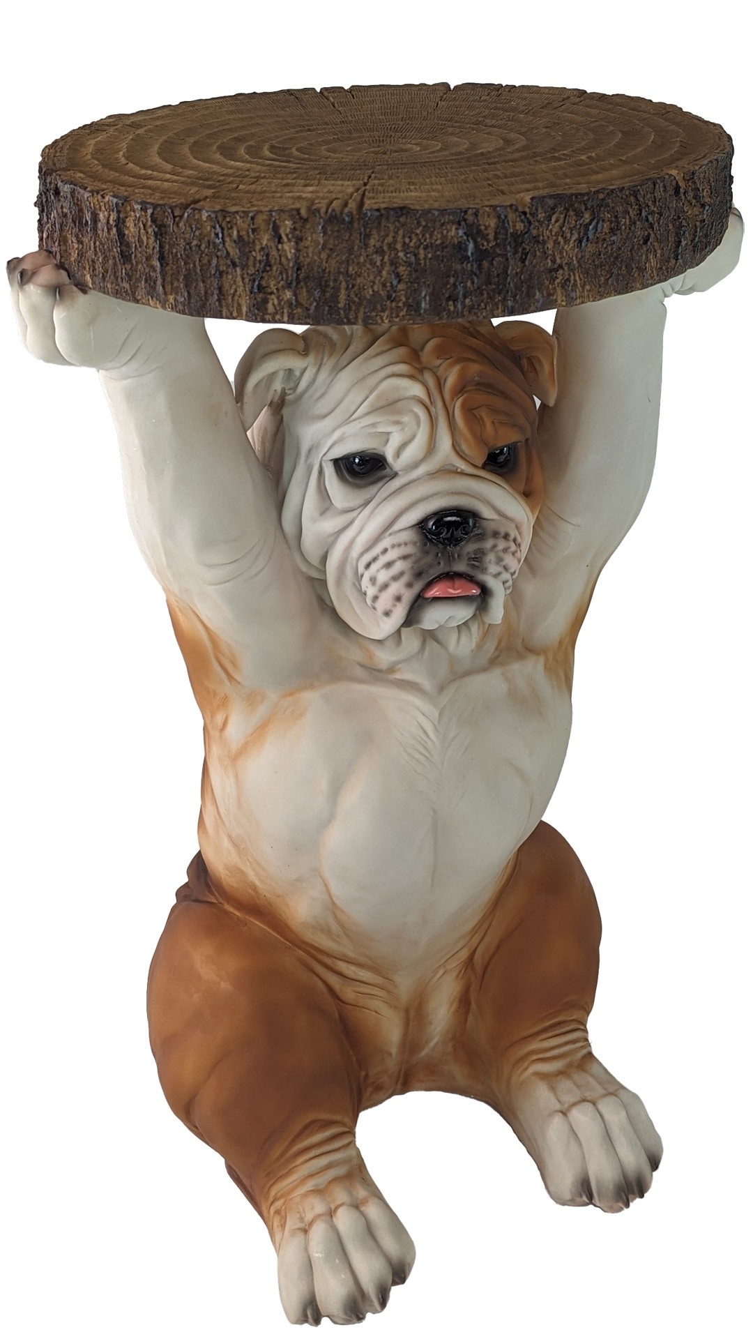 British Bulldog Table 52cm 