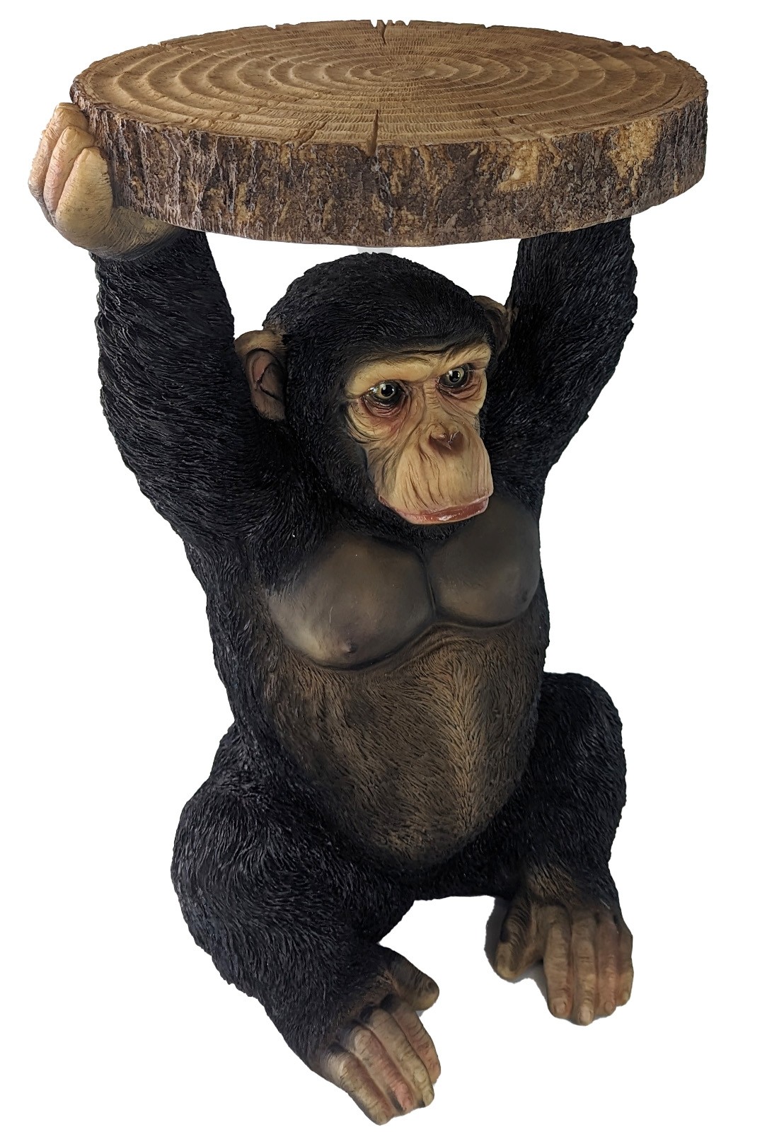 Chimp Holding Trunk Table 53cm