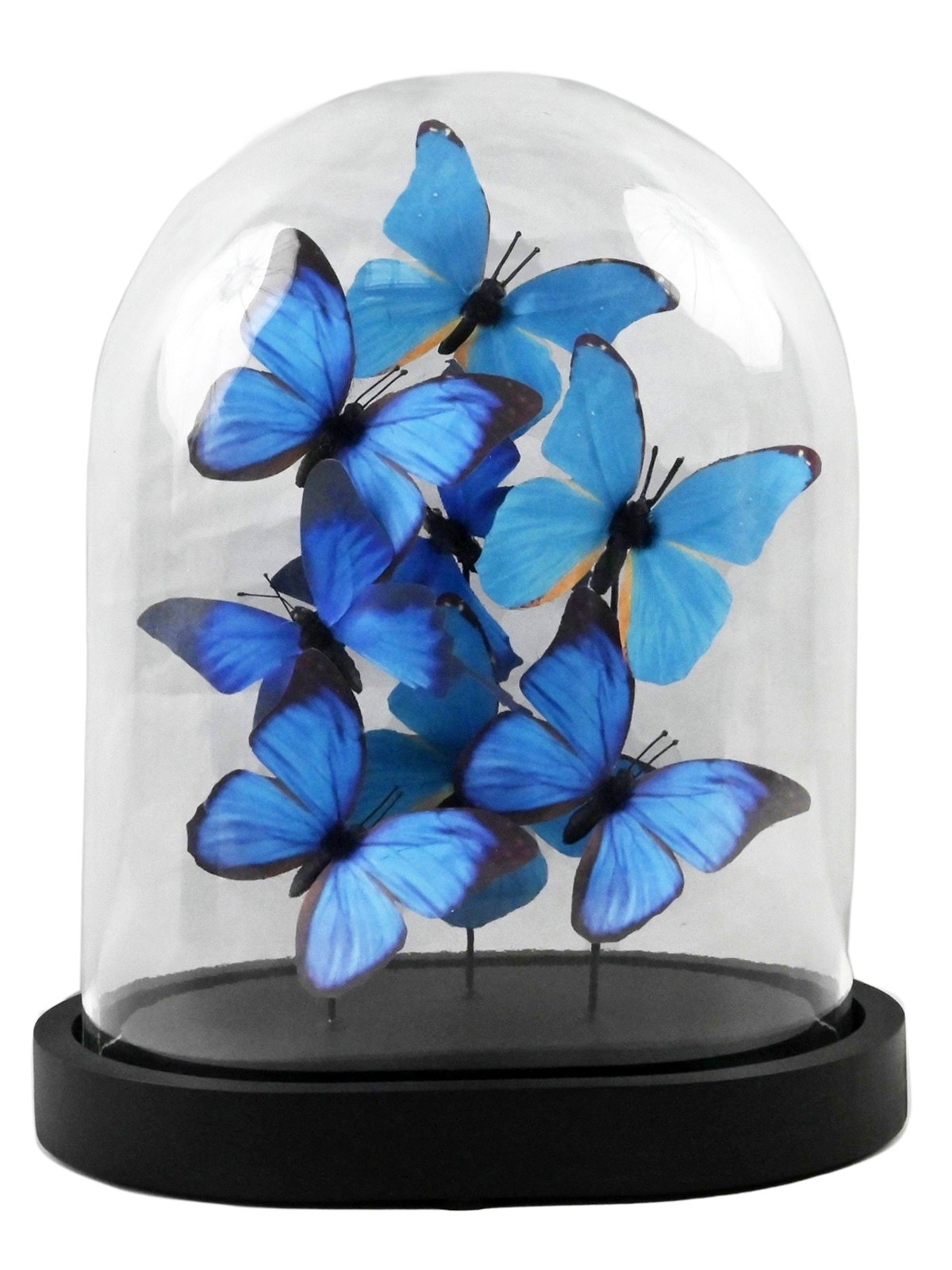 Blue Butterflies In Glass Dome - 28 x 21.5cm