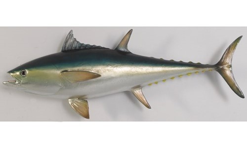 Bluefin Tuna - 144.3cm