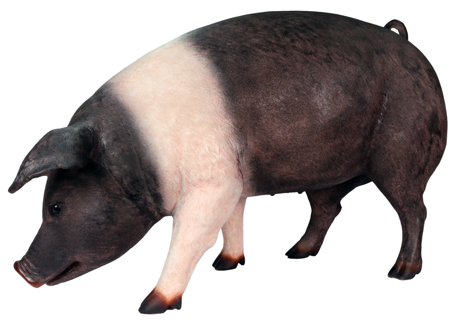 Fat Saddleback Pig - 127.5cm