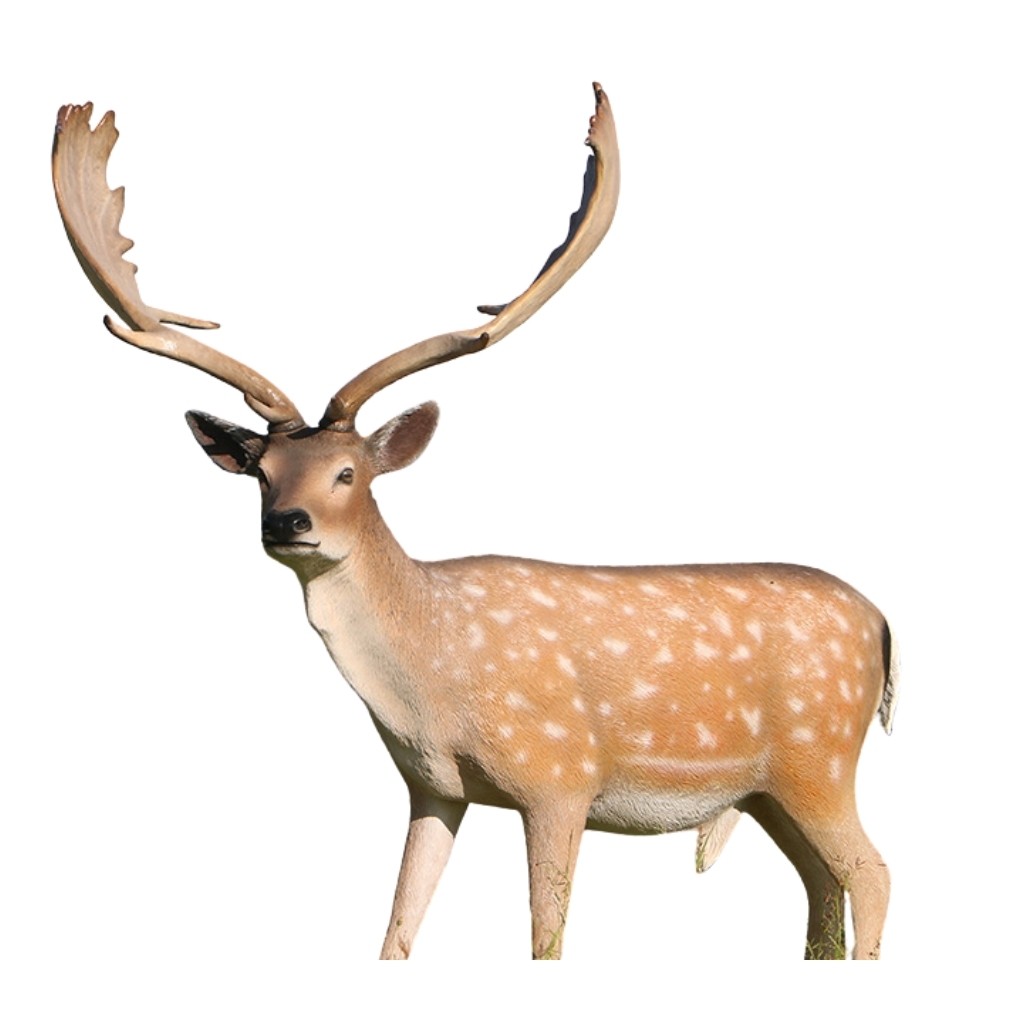 Fallow Deer - Buck - 173cm