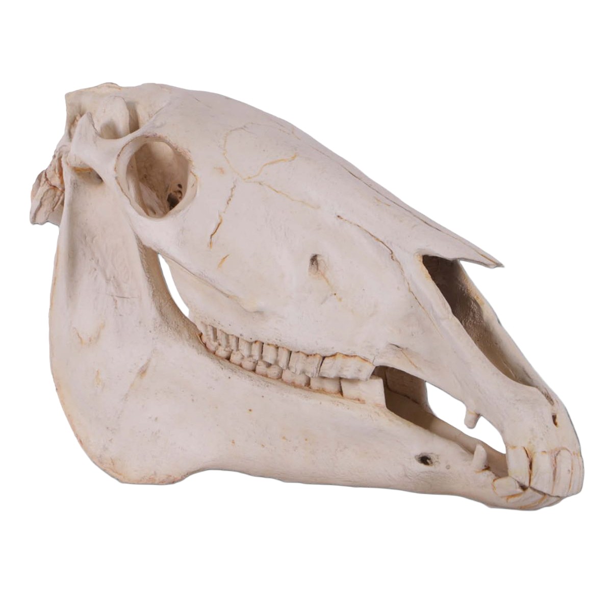 Horse Skull - 54cm