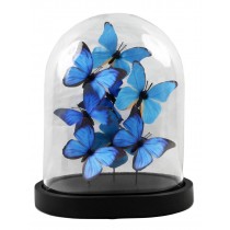 Blue Butterflies In Glass Dome - 28 x 21.5cm