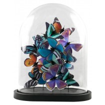 Multicoloured Butterflies In Glass Dome - 41.5 x 33.5cm