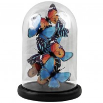 Blue, Black and Orange Butterflies In Glass Dome - 26 x 17.5cm