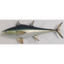 Bluefin Tuna - 144.3cm