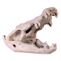 Crocodile Skull 71.5cm Roman Stone Finish