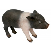 Standing Piglet - Saddleback - 39cm