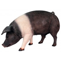 Fat Saddleback Pig - 127.5cm