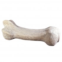 Dinosaur Bone - 110cm