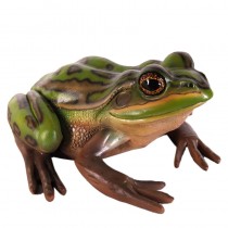 Green and Golden Bell Frog - 35cm