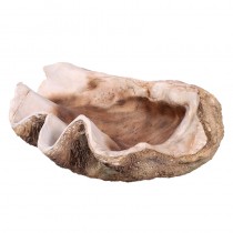 Giant Shell Clam - 71cm