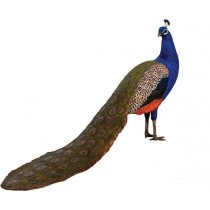 Peacock - 142cm