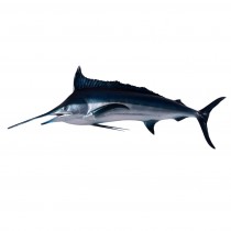Blue Marlin - 172cm