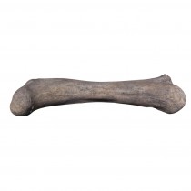 Apatosaurus Femur Fossil - 173cm