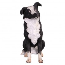 Border Collie - 74cm