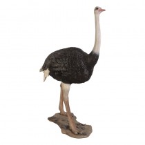 Ostrich - 213cm