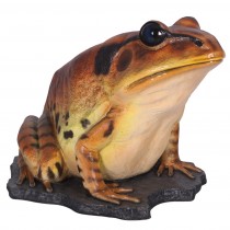 Great Barred Frog - 128cm