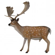 Fallow Deer Stag / Buck - 173cm