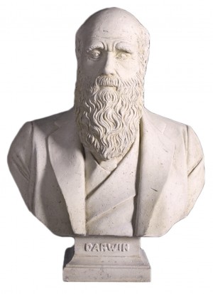 Charles Darwin Bust 69cm - R/S Finish