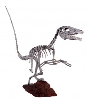 Deinonychus Skeleton 197cm