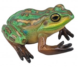 Green and Golden Bell Frog - 35cm