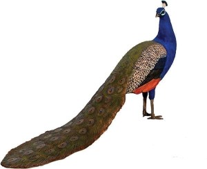 Peacock - 142cm