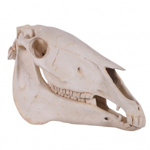 Horse Skull - 54cm