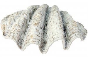 Large Shell 71cm