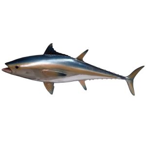 Bluefin Tuna - 114cm