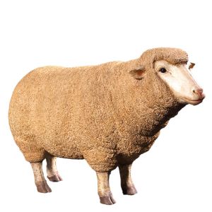Life Size Merino Ewe Head Up 105cm
