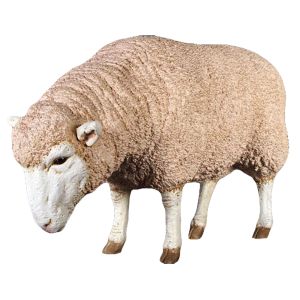 Merino Ewe Grazing Life Size - Resin Statue - 96cm