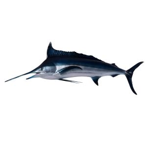 Blue Marlin - 172cm