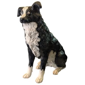 Border Collie - 74cm
